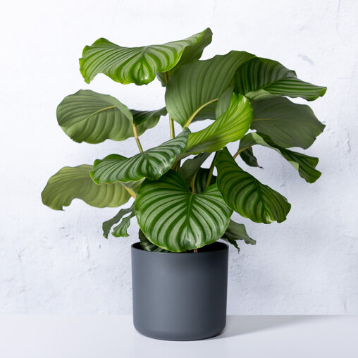 Pauwenplant in Elho pot